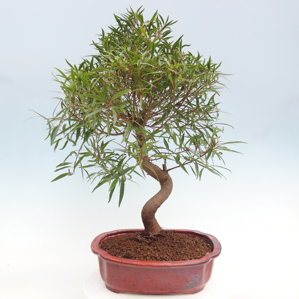 Pokój bonsai - Ficus nerifolia - figowiec drobnolistny
