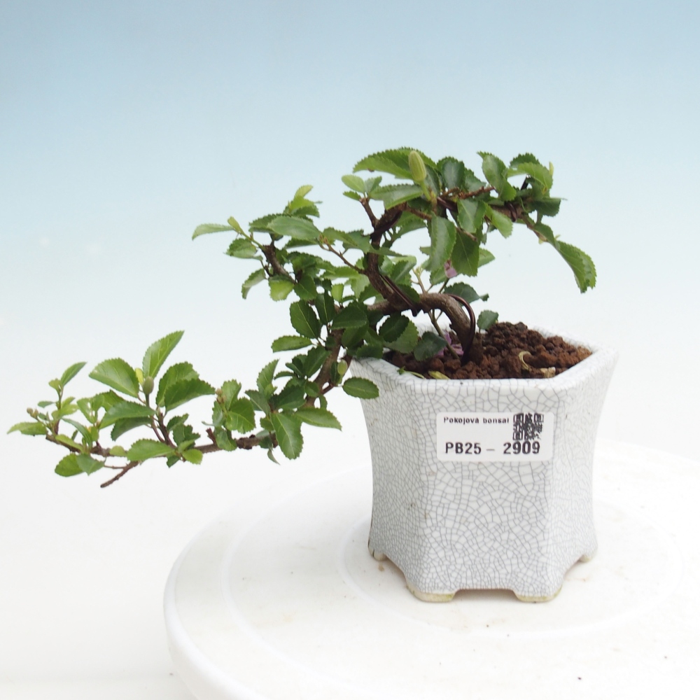 Kryty bonsai - Grewia occidentalis - Lawendowa gwiazda