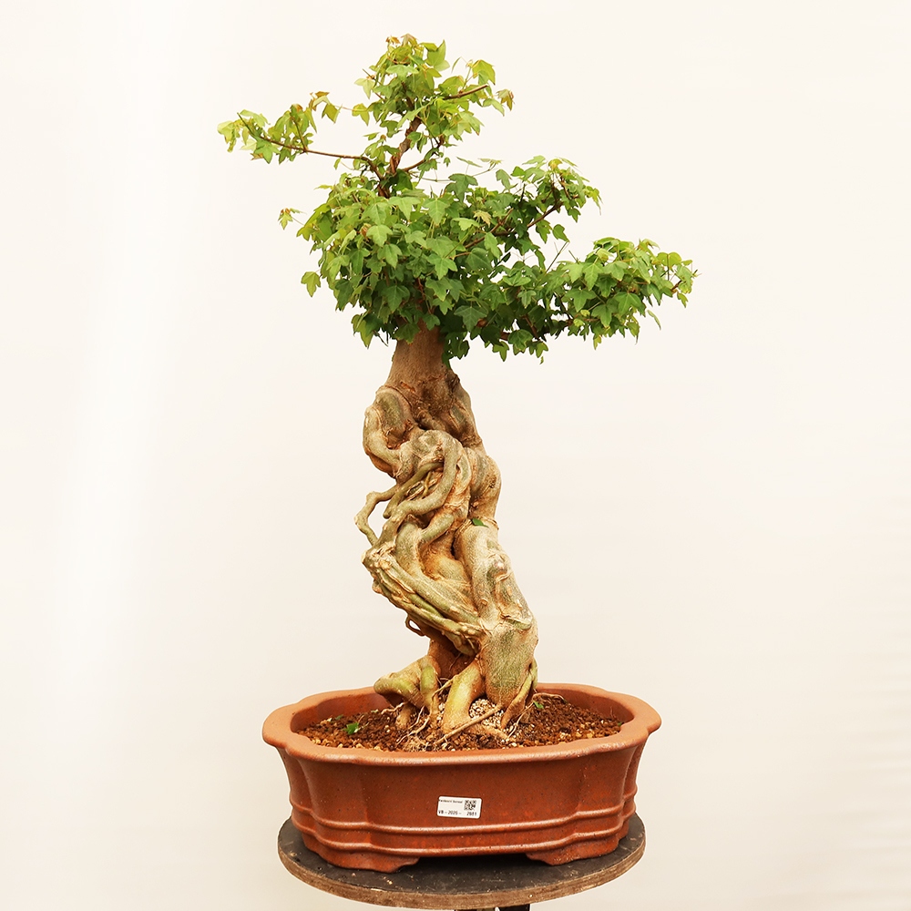 Outdoor bonsai - Klon burgeryjski - Acer burgerianum