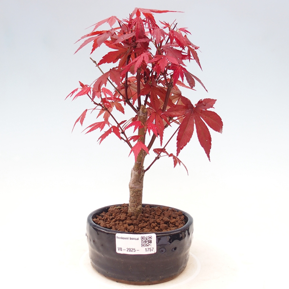 Bonsai zewnętrzne - palma Acer. Klon Atropurpureum-Palmleaf