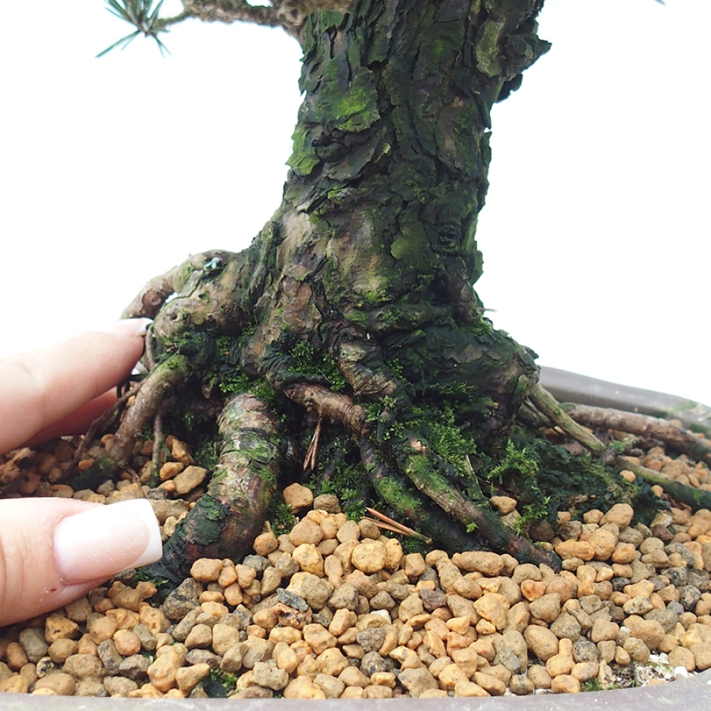 Outdoor bonsai - Pinus thunbergii Kotobuki - Sosna Thunberga