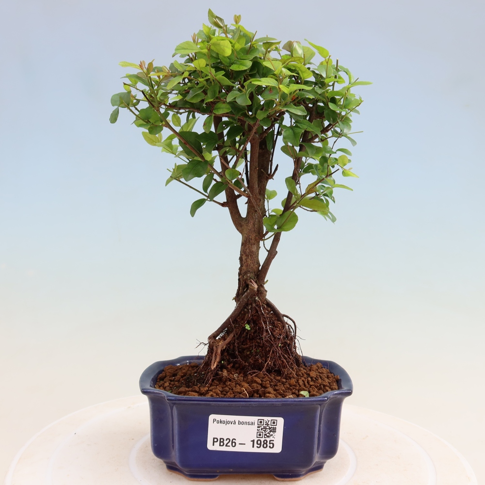 Bonsai pokojowe - Sageretia thea - Sageretia thea