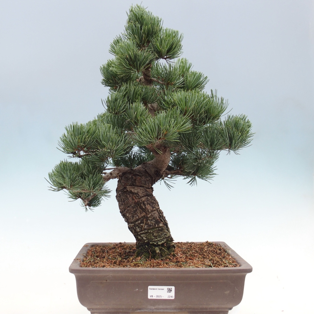 Outdoor bonsai - Pinus parviflora - Mała sosna