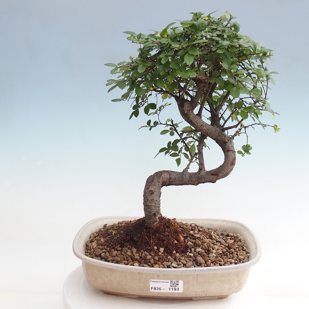 Pokój bonsai - Ulmus parvifolia - Wiąz drobnolistny