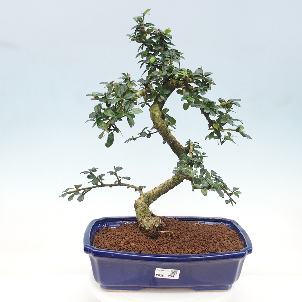 Bonsai pokojowe - Carmona macrophylla - Tea fuki