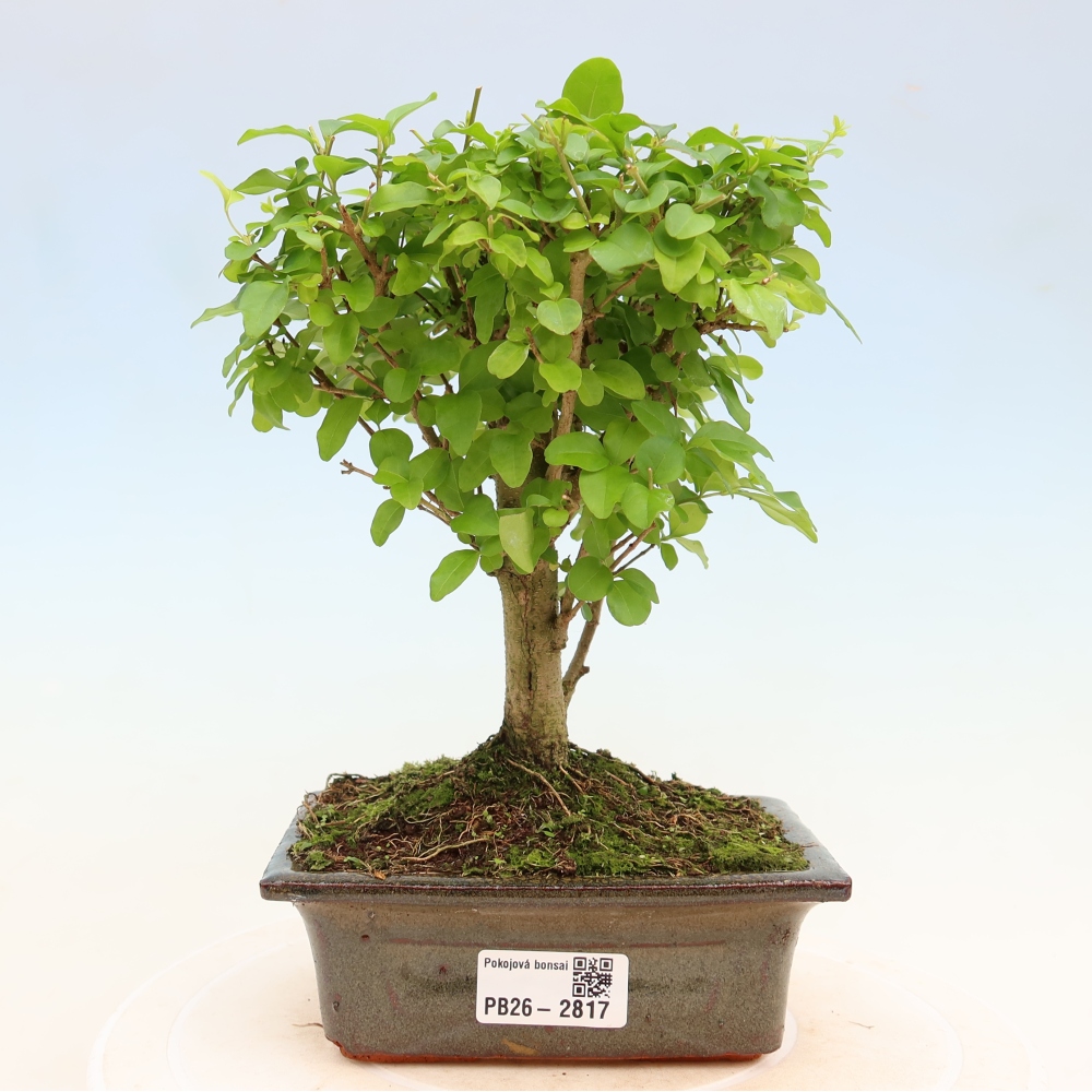 Pokój bonsai - Ligustrum chinensis - Dziób ptaka