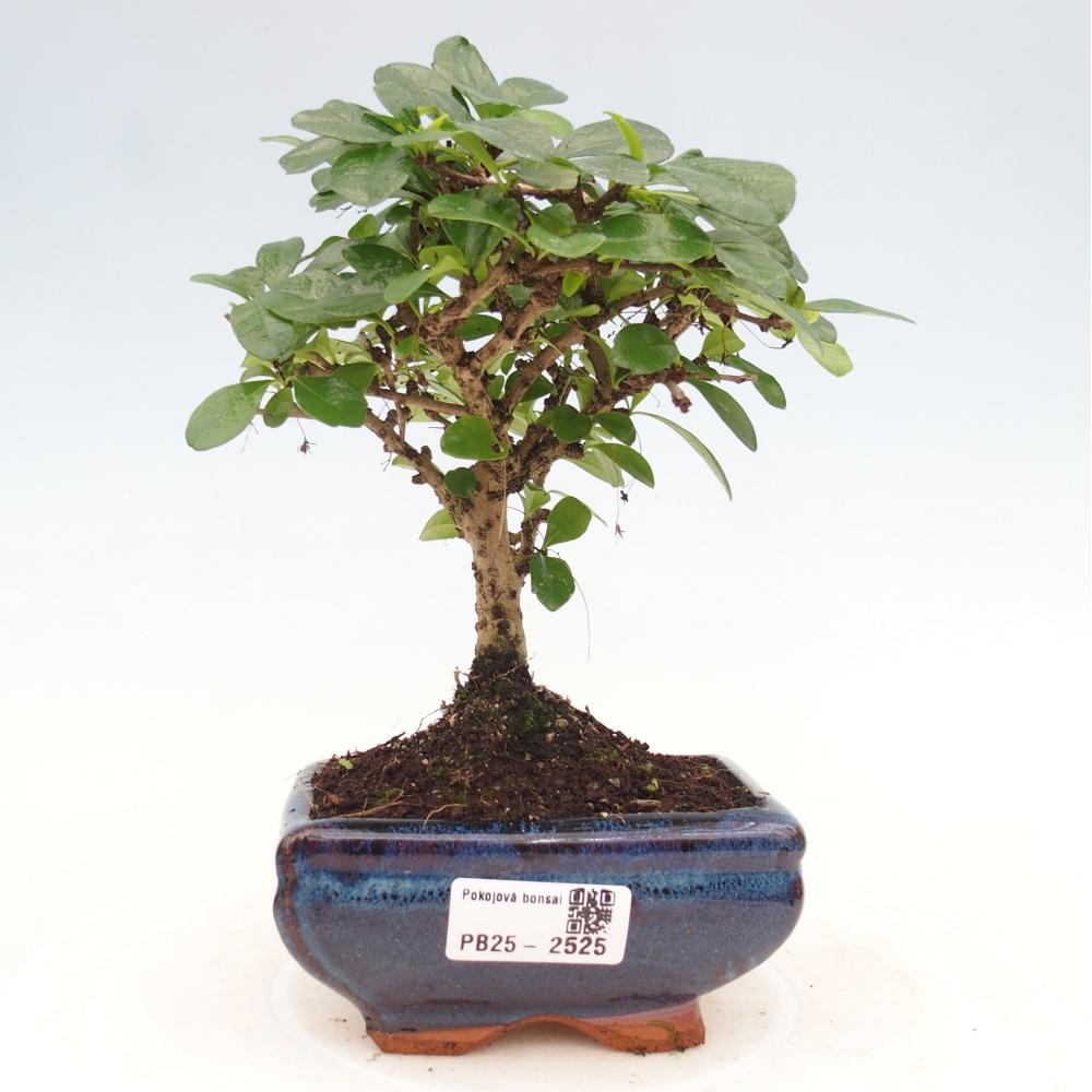 Bonsai wewnętrzne - Carmona makrophylla - Herbata Fuki