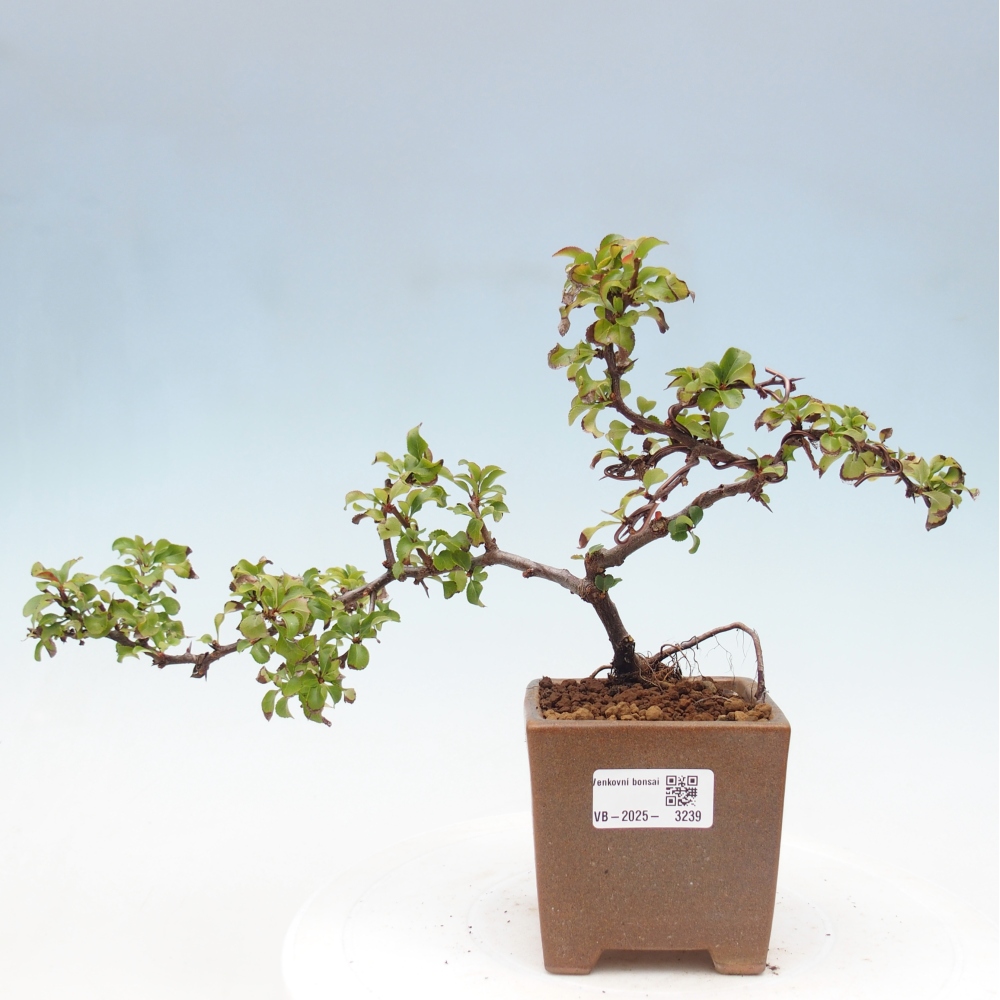 Bonsai zewnętrzne - Chaneomeles s. Red Joy - Pigwa