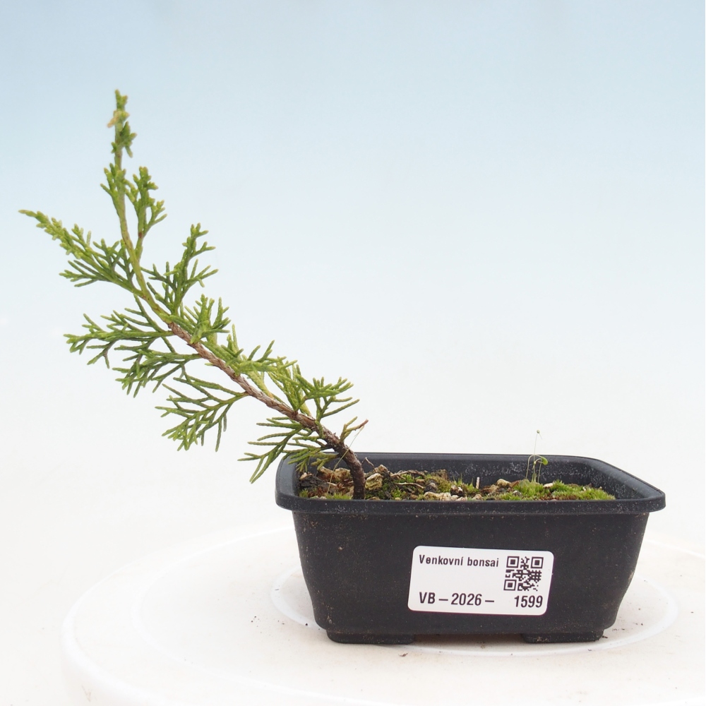 Outdoor bonsai - Juniperus chinensis Itoigawa