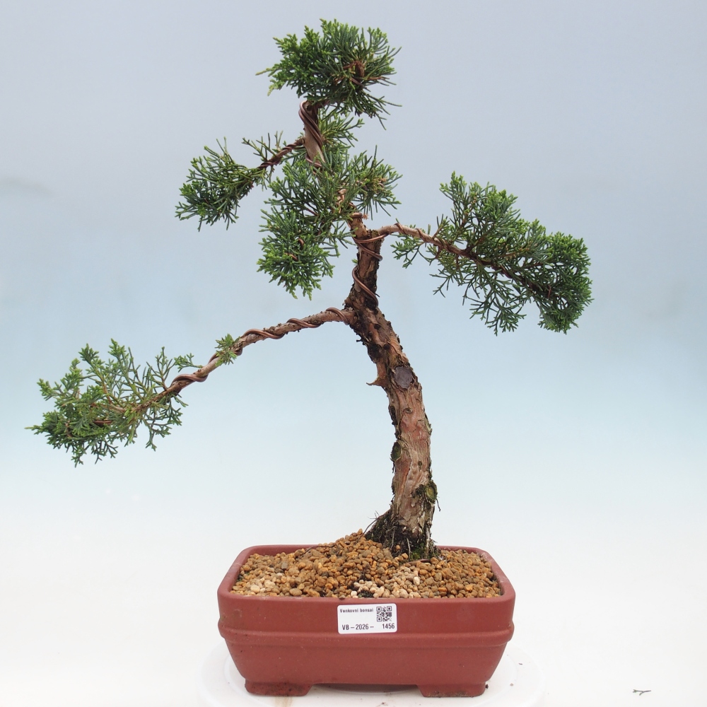 Outdoor bonsai - Juniperus chinensis Kishu