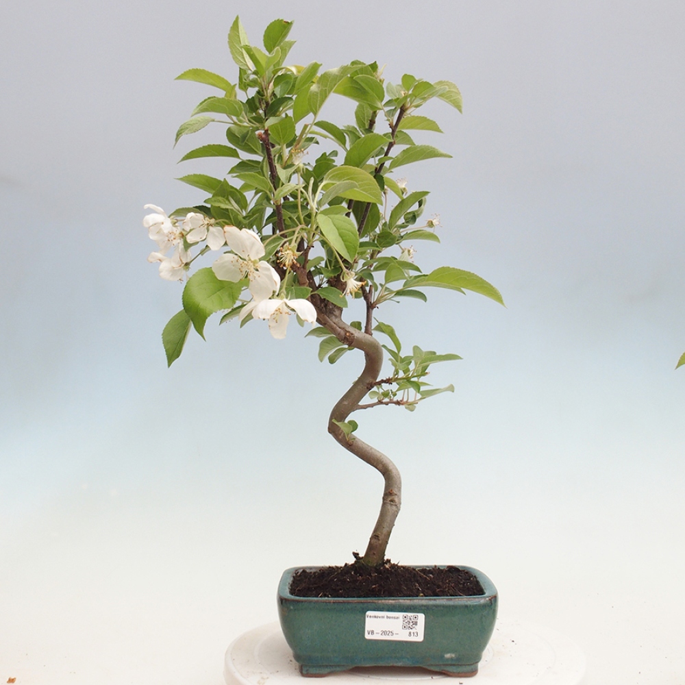 Bonsai plenerowe - Malus Halliana - Jabłoń drobnoowocowa