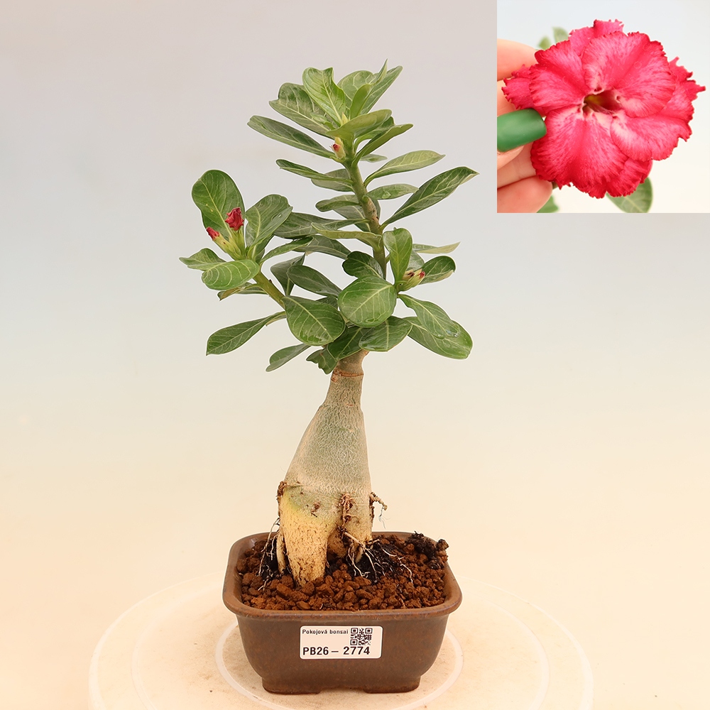 Bonsai pokojowe – Adenium obesum szczepione V.F.S.326 – Róża pustynna