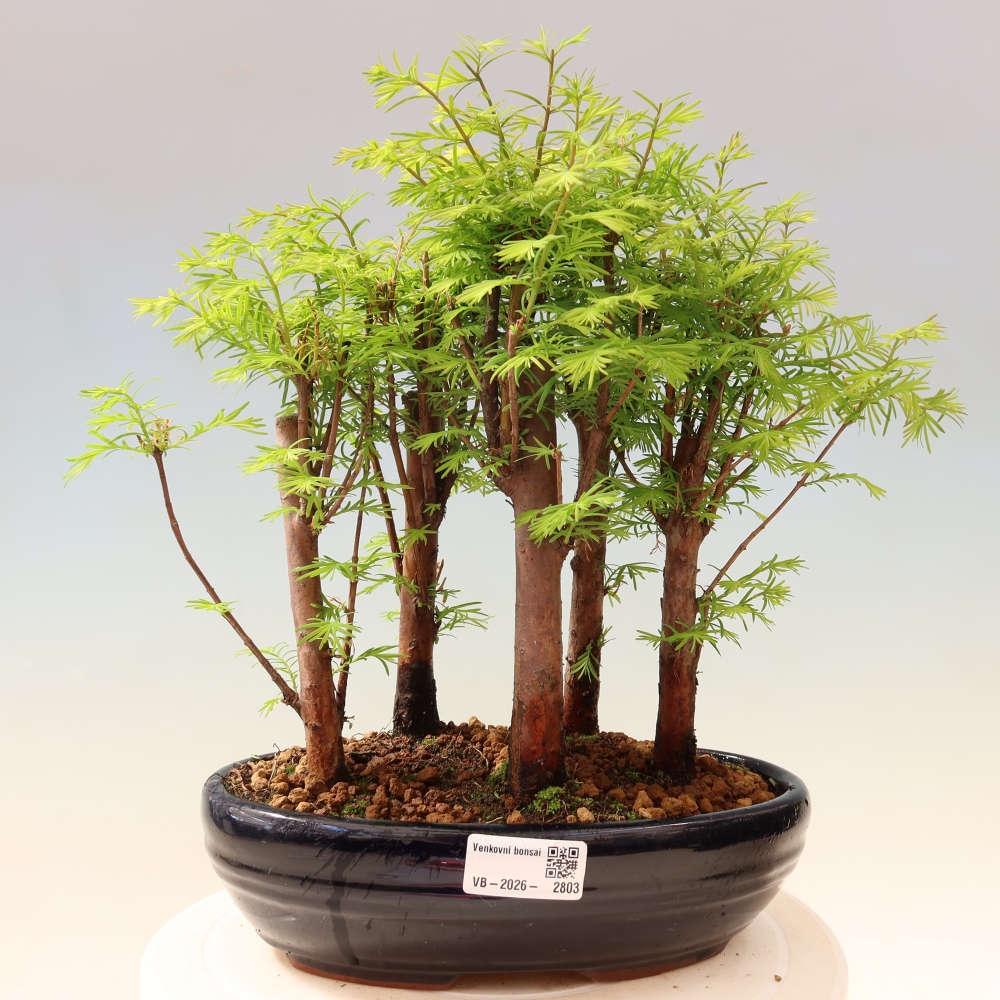 Bonsai ogrodowe – Metasequoia glyptostroboides – metasekwoja chińska – zagajnik