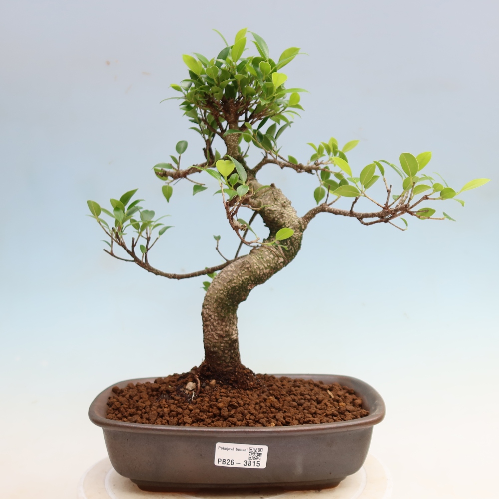 Pokój bonsai - Ficus kimmen - figowiec drobnolistny