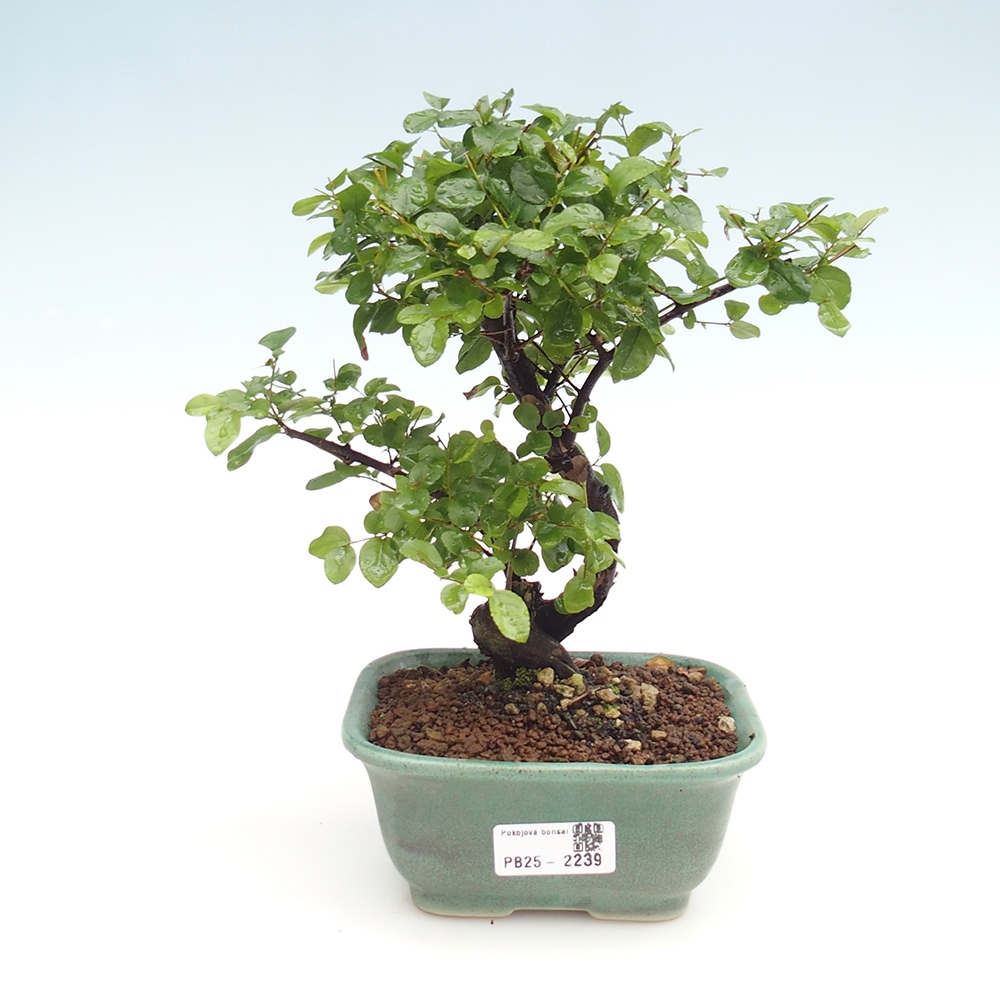 Bonsai wewnętrzne - Sagerécie thea - Sagerécie thea