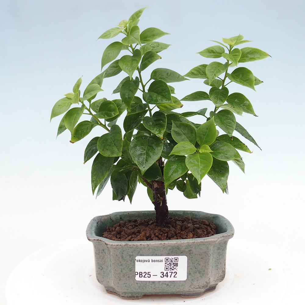 Pokój bonsai - Bouganwilea