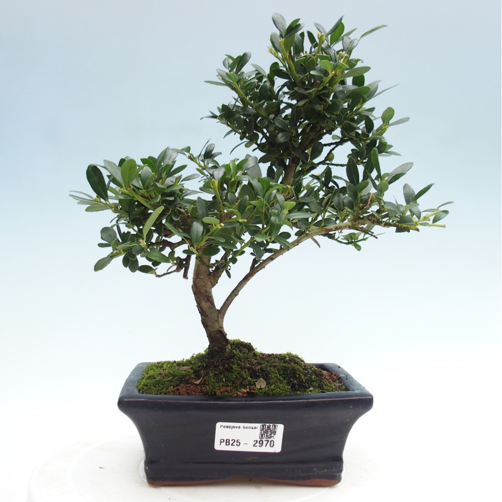 Kryty bonsai - Ilex crenata - Holly