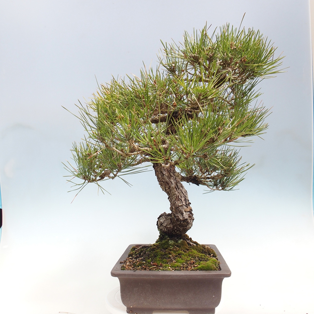 Outdoor bonsai - Pinus thunbergii - sosna Thunberga