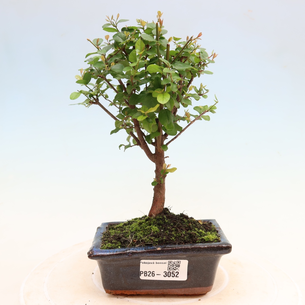 Bonsai pokojowe - Sageretia thea - Sageretia thea