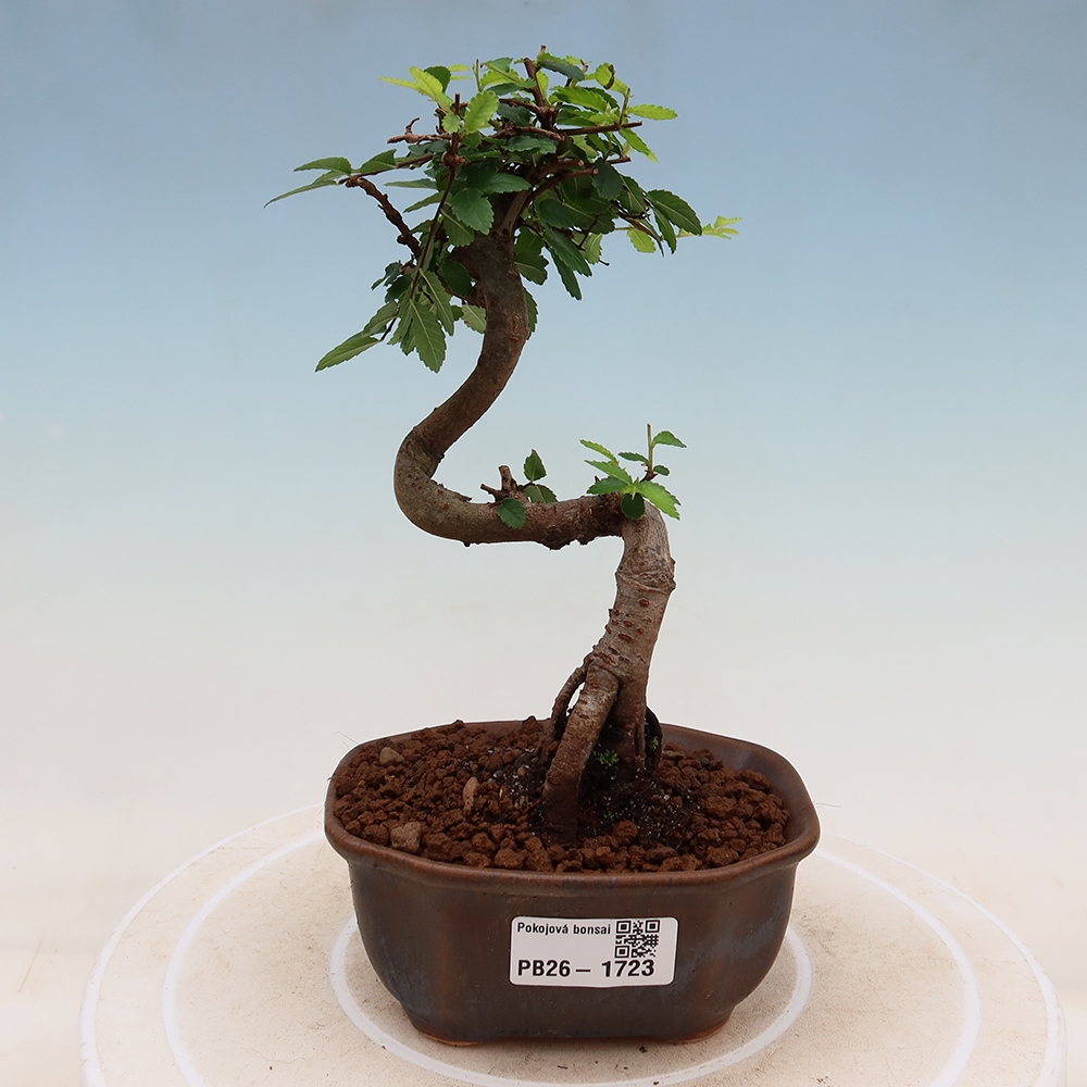 Pokój bonsai - Ulmus parvifolia - Wiąz drobnolistny