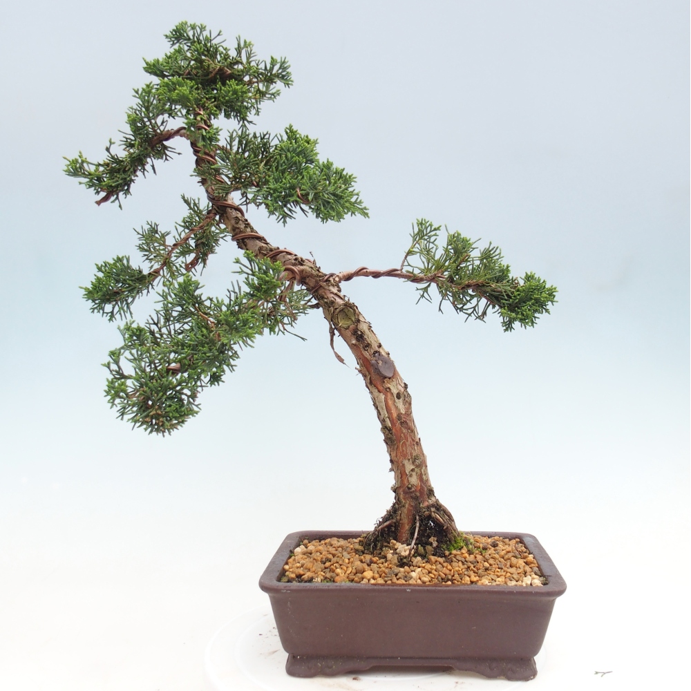 Outdoor bonsai - Juniperus chinensis Kishu