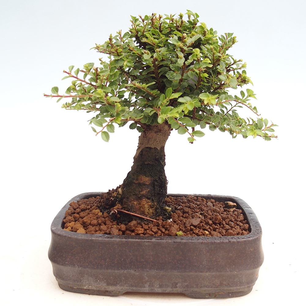Bonsai zewnętrzne - Ulmus parvifolia Hokkaido - wiąz chiński