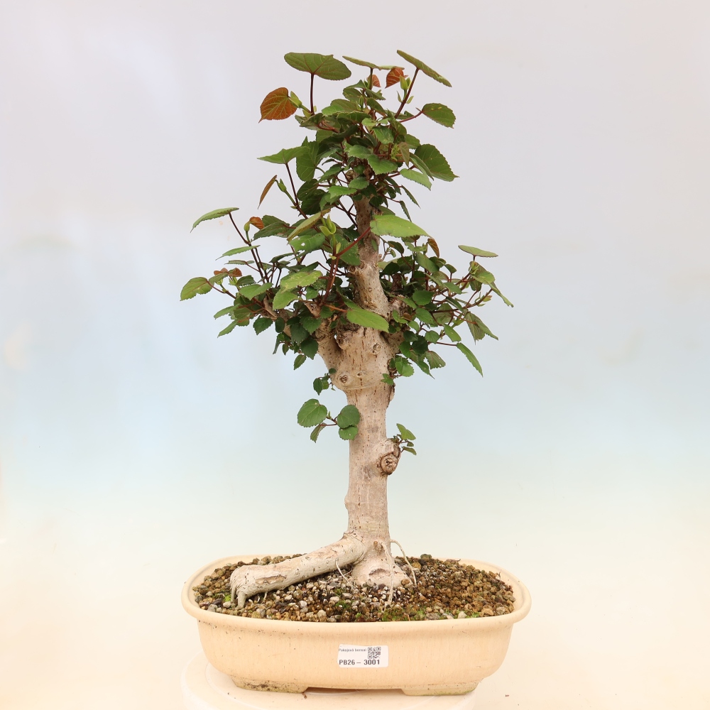 Bonsai domowe - Hibiscus tiliaceus - Hibiskus morski