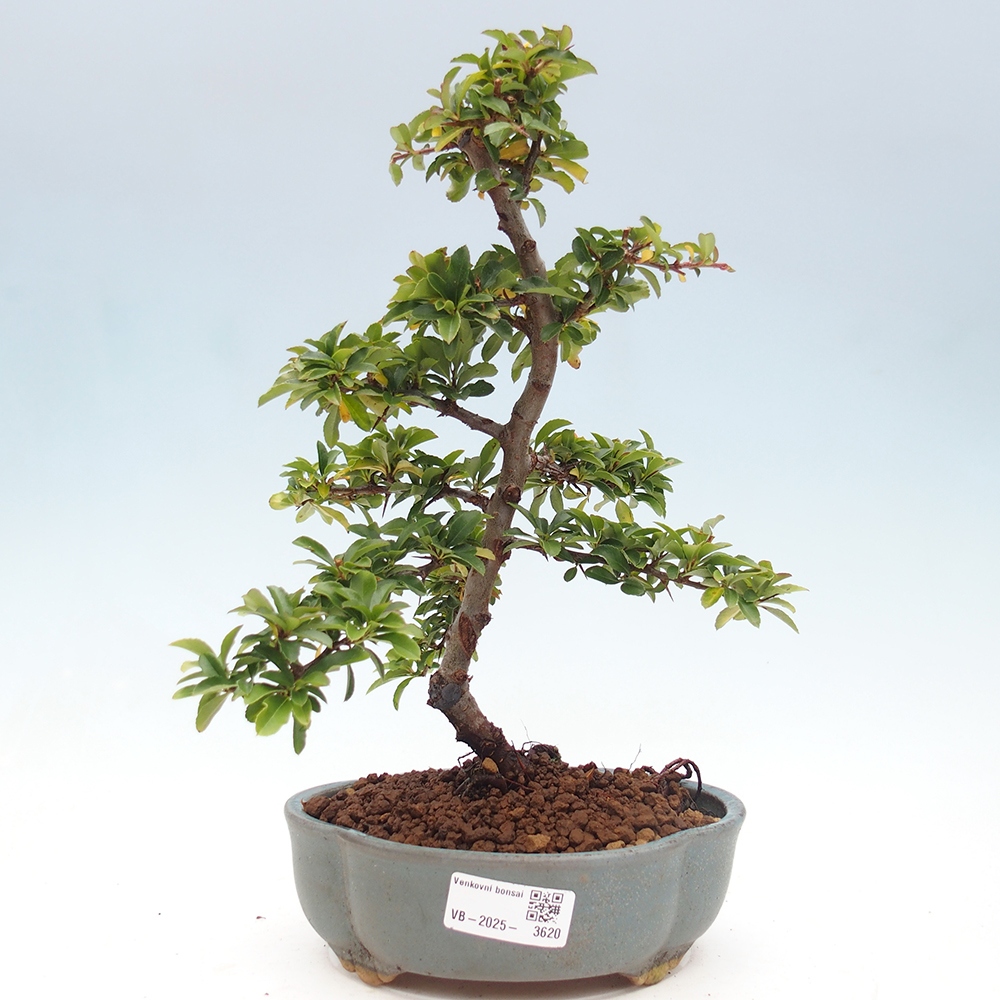Outdoor bonsai-Pyracantha Teton -Hlox