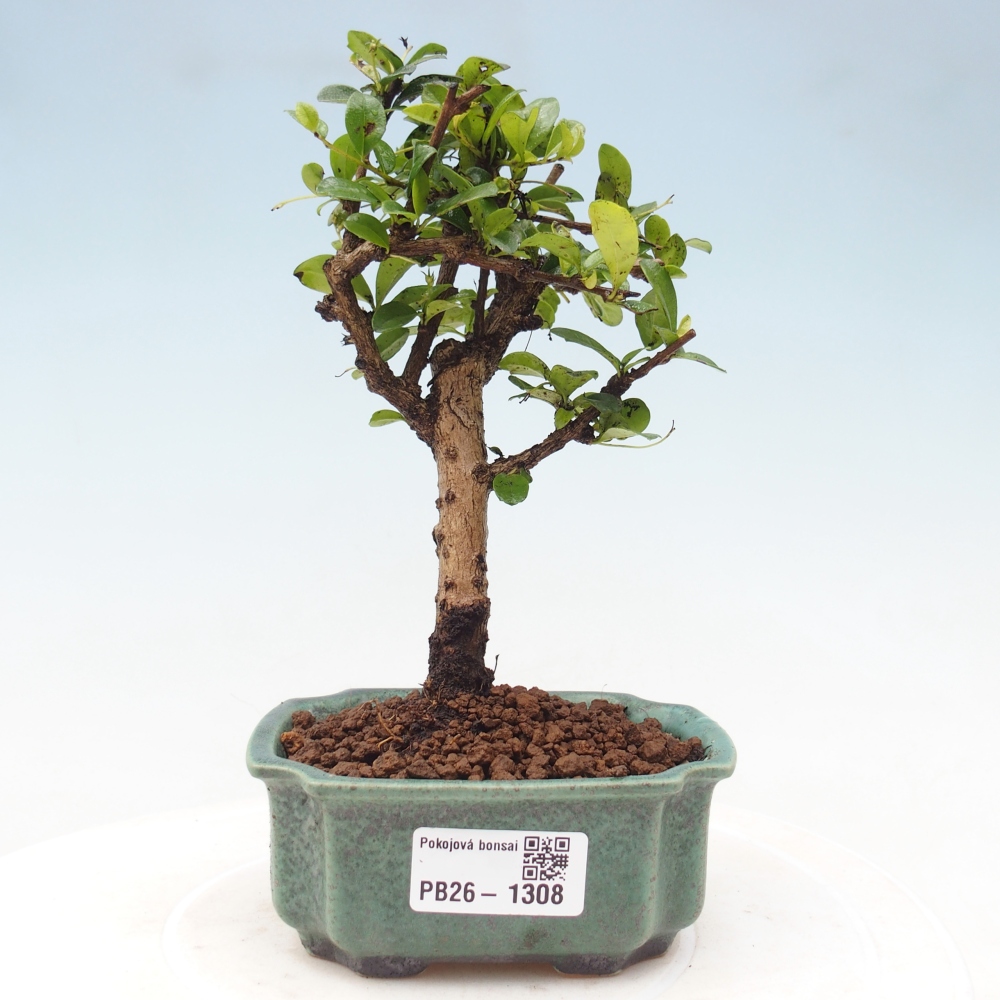 Bonsai pokojowe - Carmona macrophylla - Tea fuki