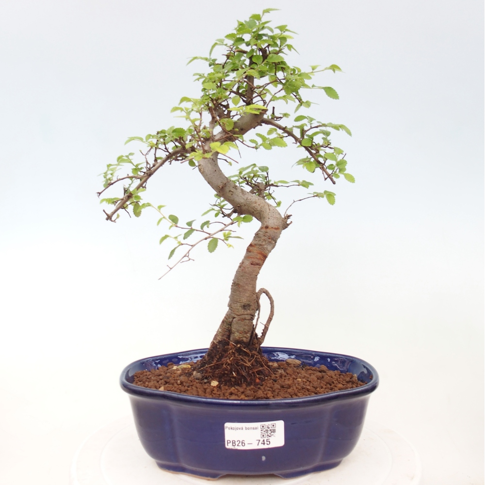 Pokój bonsai - Ulmus parvifolia - Wiąz drobnolistny