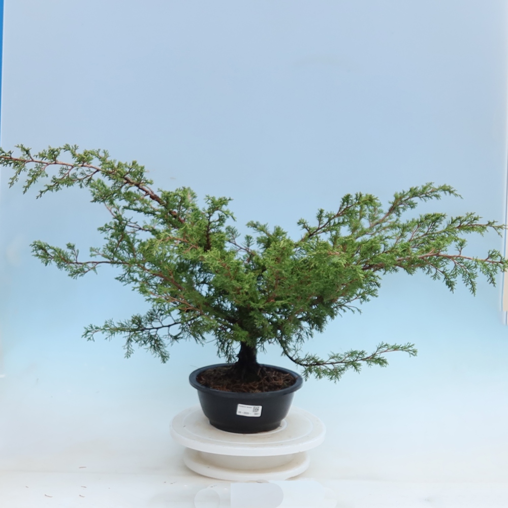 Bonsai ogrodowe – Juniperus chinensis Itoigawa – jałowiec chiński