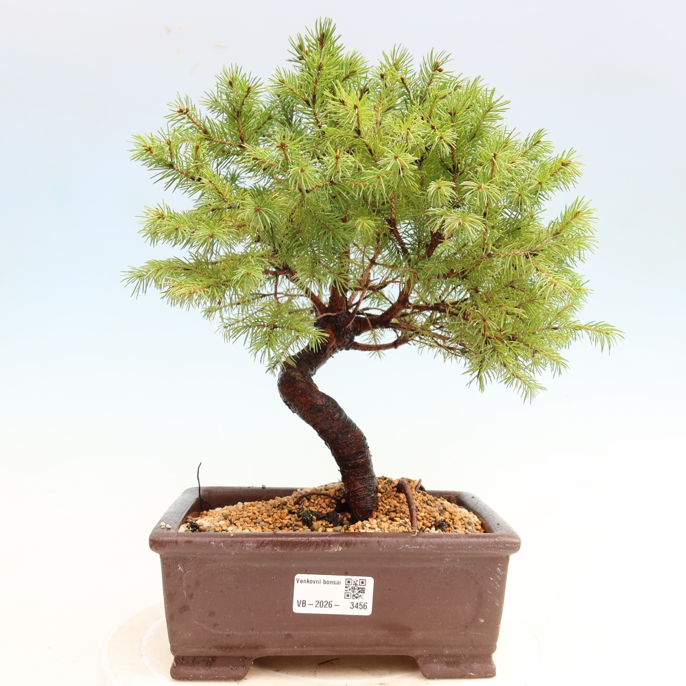 Bonsai ogrodowe – Świerk szary – Picea glauca globe