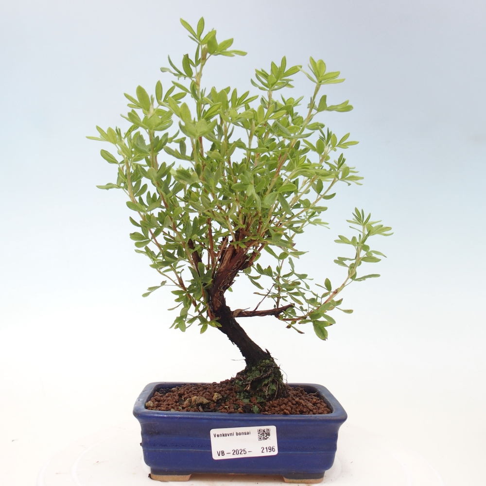 Outdoor bonsai-Pięciolistnik - Potentila fruticosa żółty Ptak