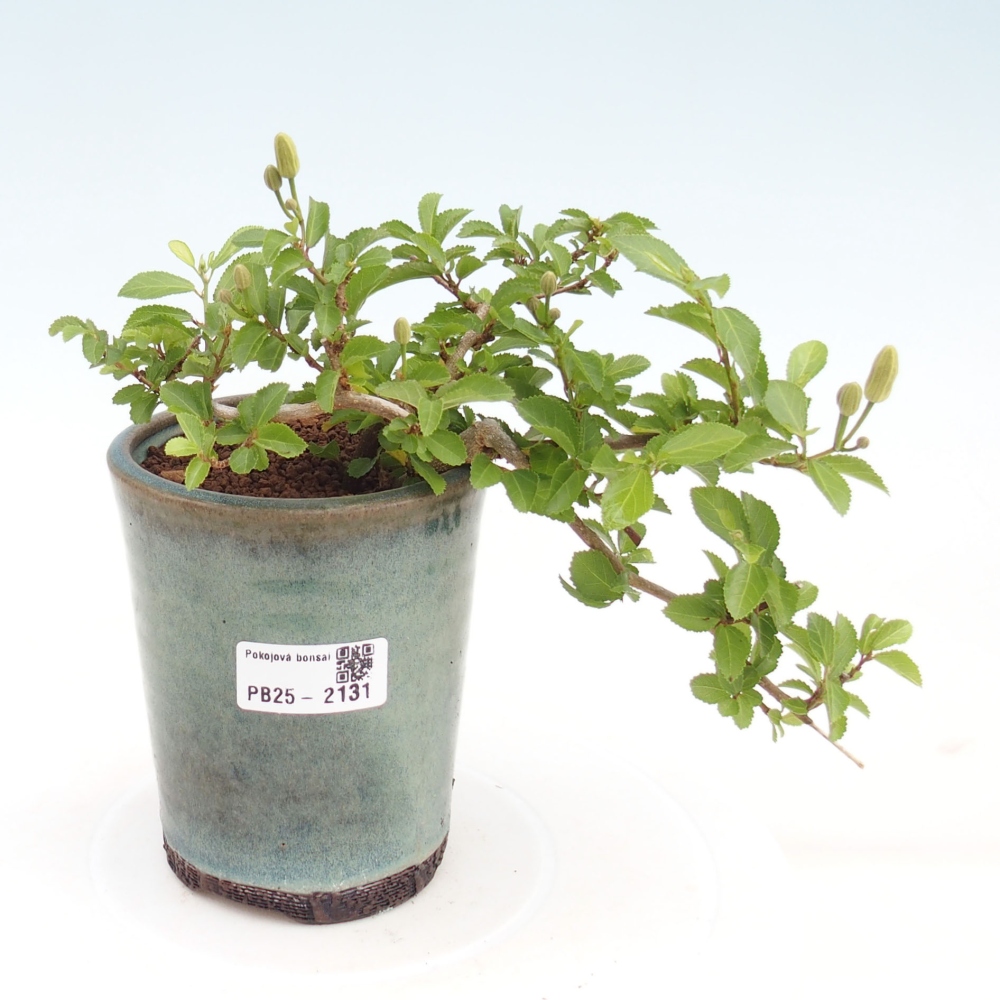 Kryty bonsai - Grewia occidentalis - Lawendowa gwiazda