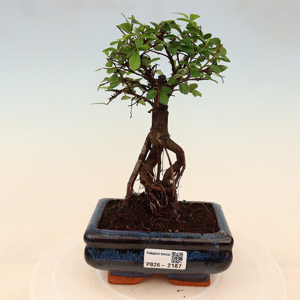 Pokój bonsai - Ulmus parvifolia - Wiąz drobnolistny