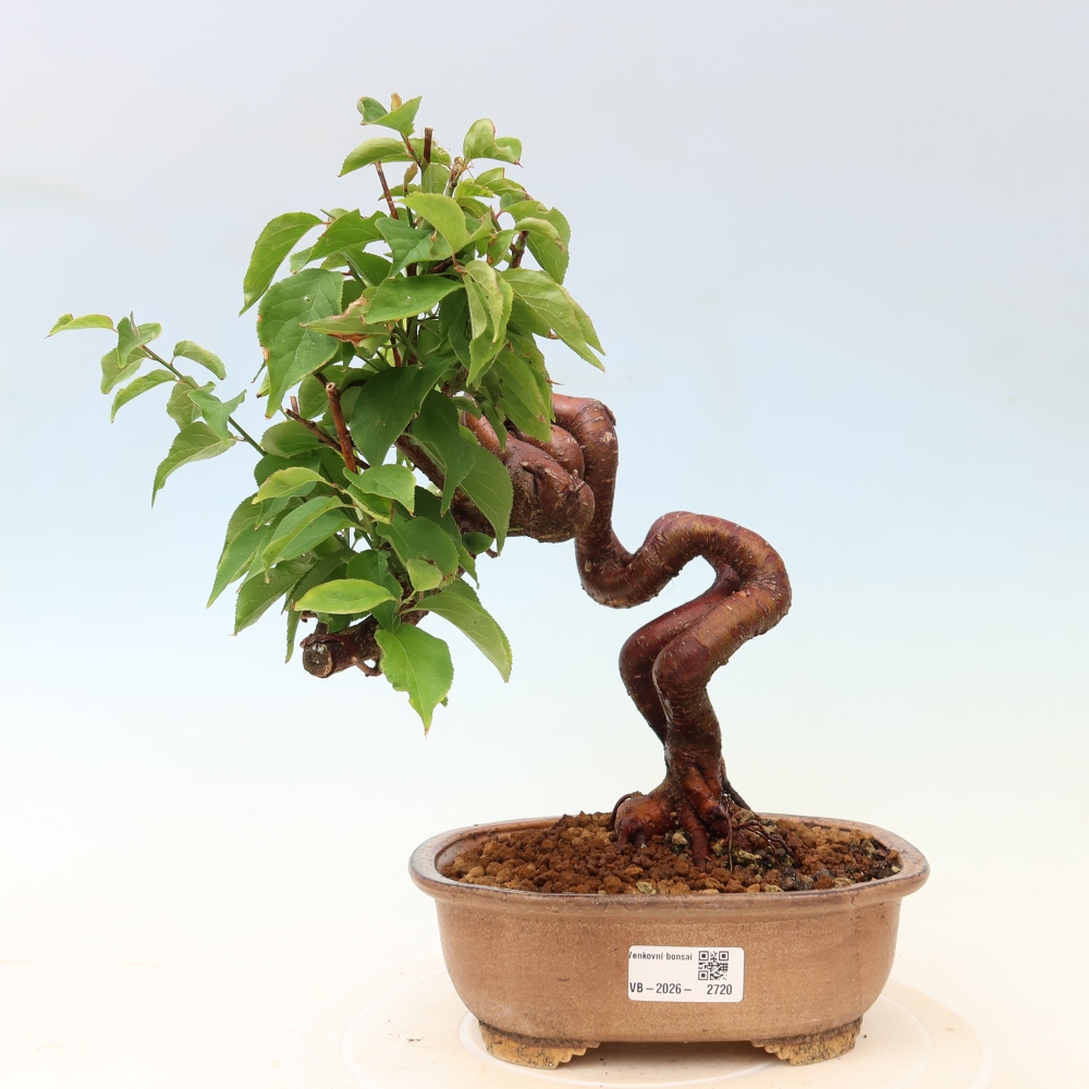 Bonsai ogrodowe – japońska śliwka – Prunus Mume