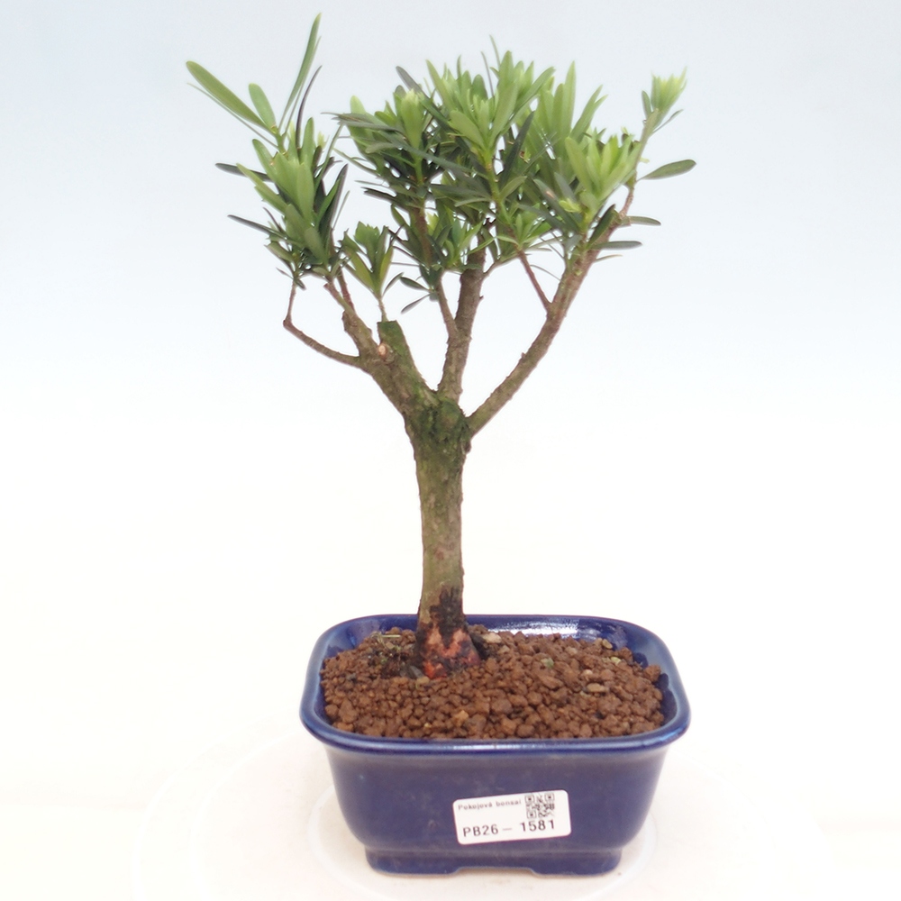Pokój bonsai - Podocarpus - Kamienny cis
