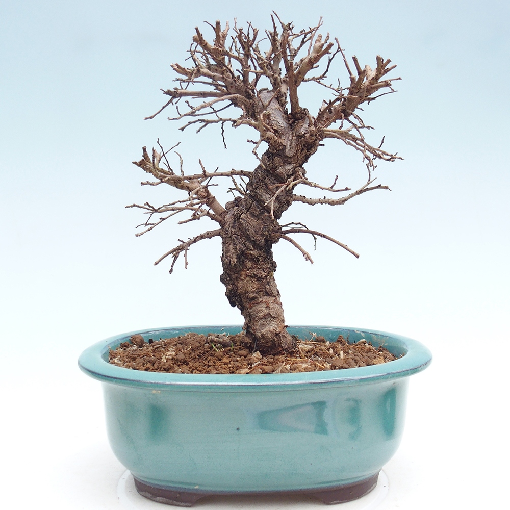 Bonsai zewnętrzne - Zelkova - Zelkova NIRE