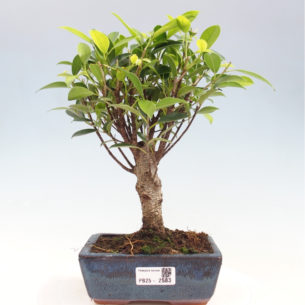 Bonsai wewnętrzne - Ficus retusa - figowiec drobnolistny