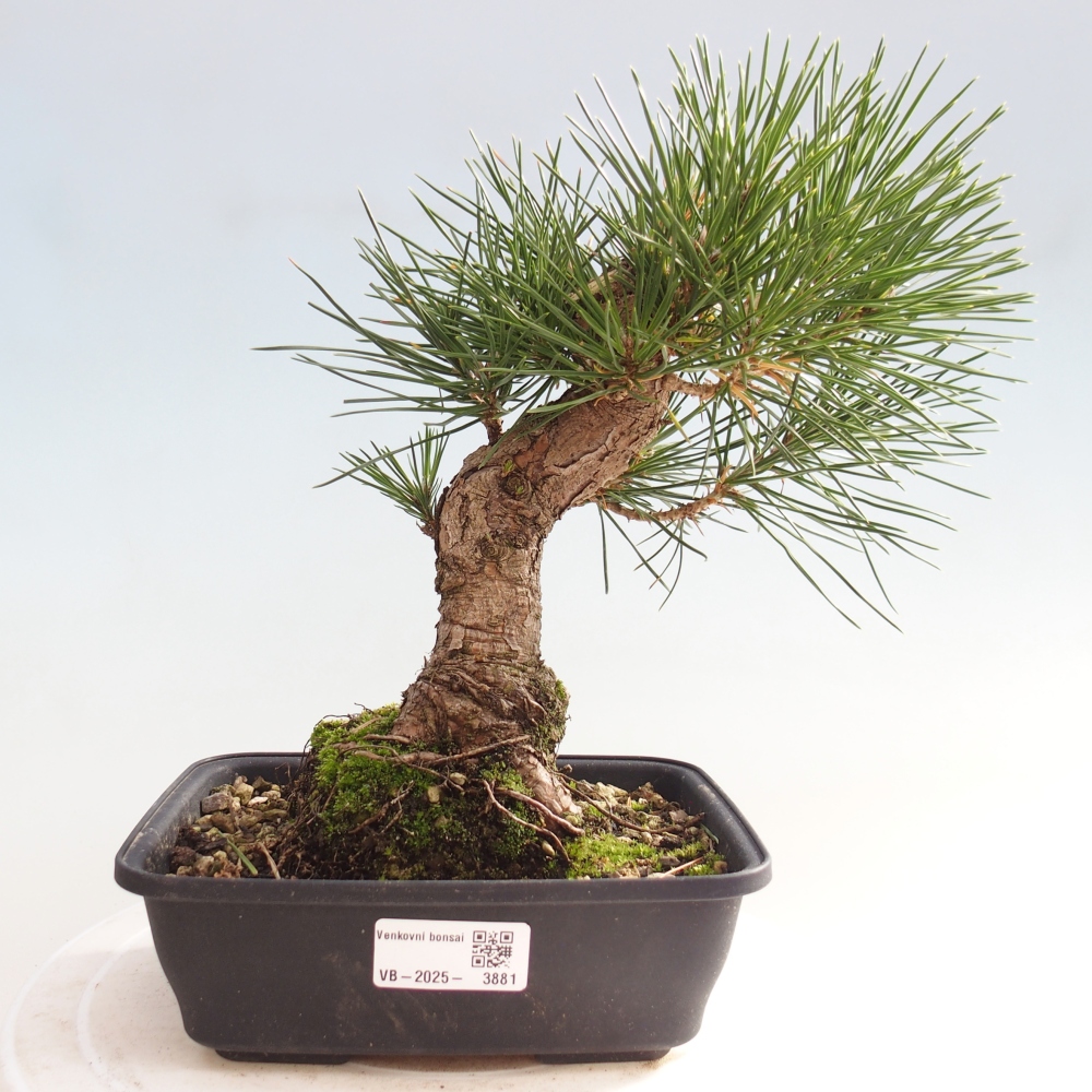 Outdoor bonsai - Pinus thunbergii - sosna Thunberga