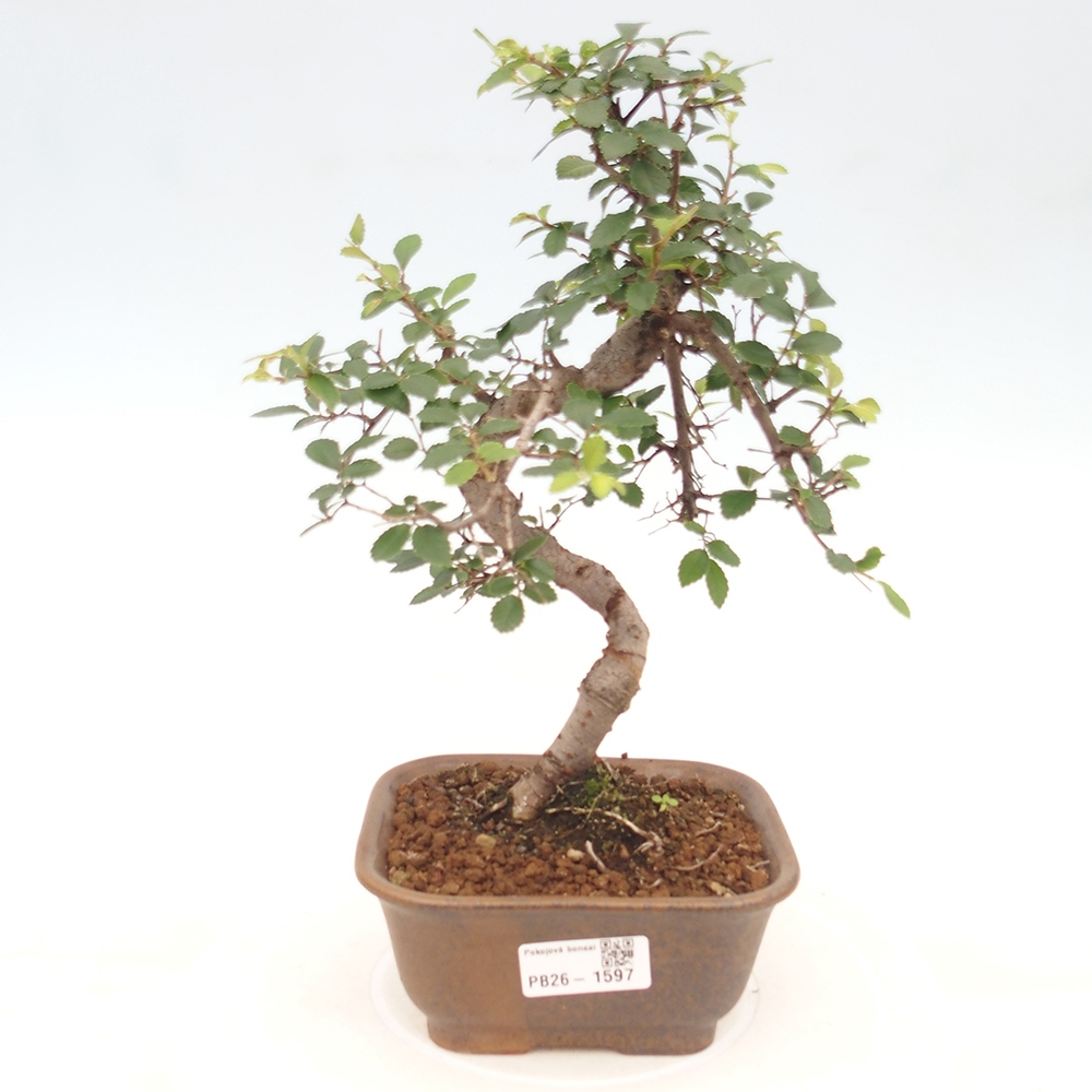 Pokój bonsai - Ulmus parvifolia - Wiąz drobnolistny