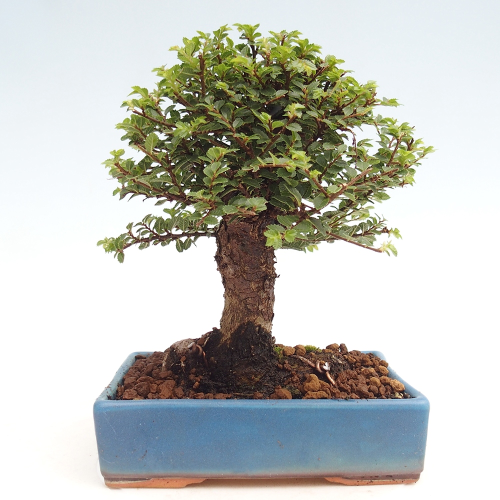Bonsai zewnętrzne - Ulmus parvifolia Hokkaido - wiąz chiński