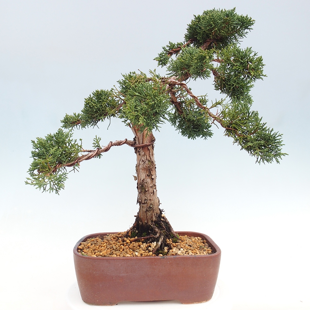Outdoor bonsai - Juniperus chinensis Kishu - chiński jałowiec