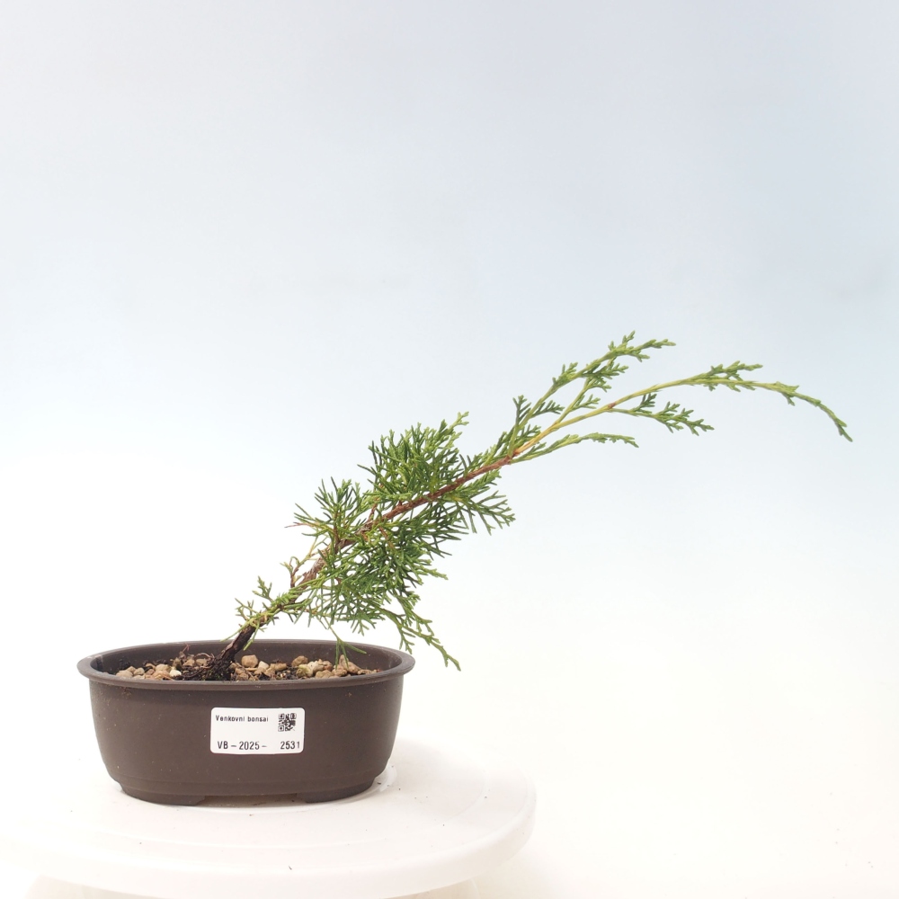 Outdoor bonsai - Juniperus chinensis Itoigawa - Jałowiec chiński