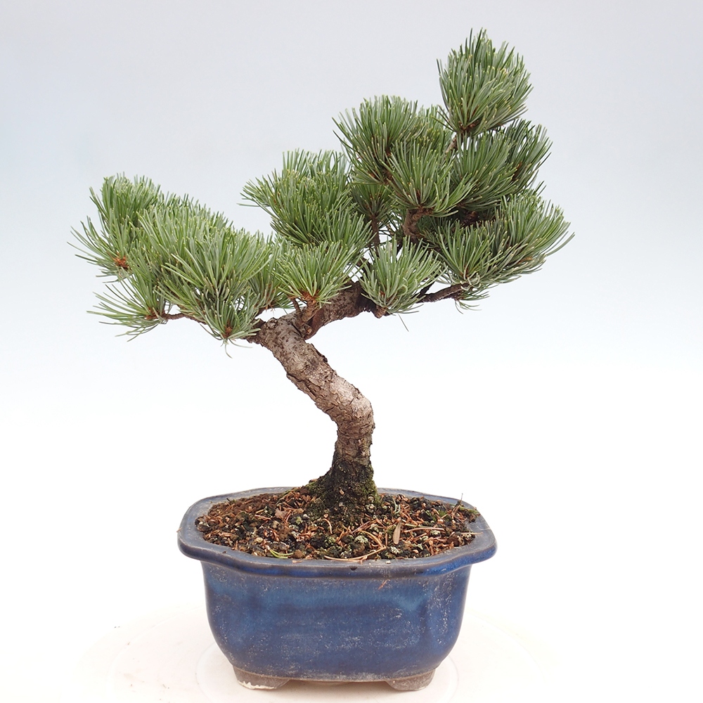 Outdoor bonsai - Pinus parviflora - Mała sosna