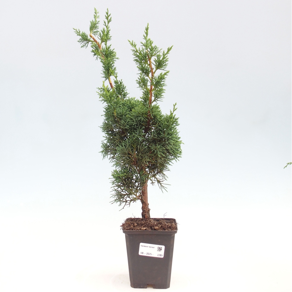 Outdoor bonsai - Juniperus chinensis Kishu - chiński jałowiec