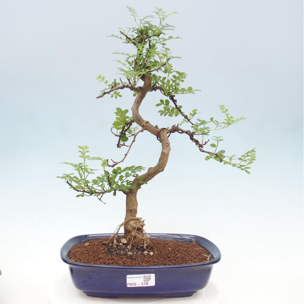 Pokój bonsai - Zantoxylum piperitum - drzewo pieprzowe