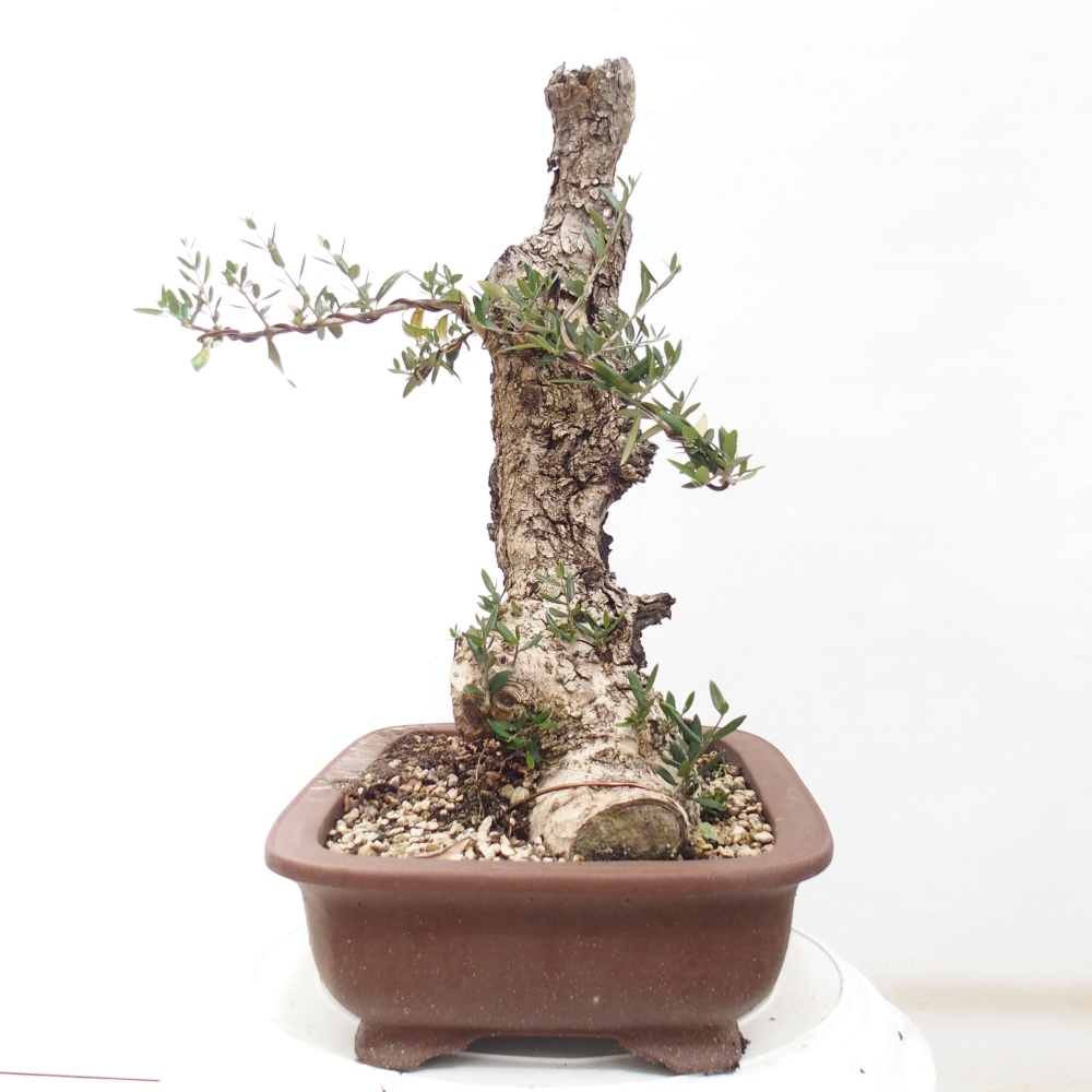 Kryte bonsai - Olea europaea sylvestris - Europejska oliwa z małych liści