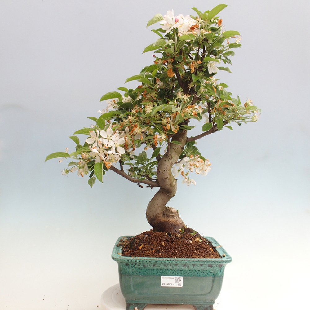 Bonsai plenerowe - Malus Halliana - Jabłoń drobnoowocowa