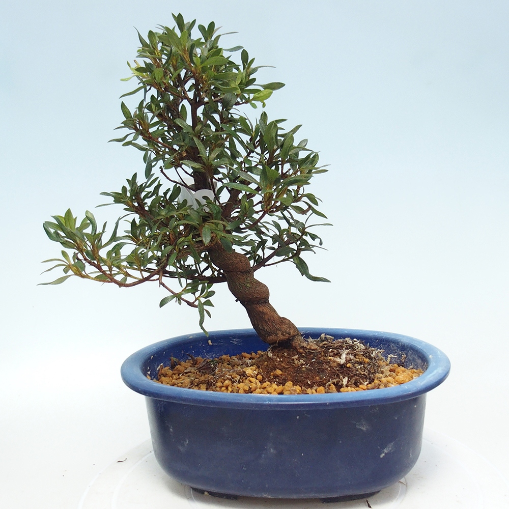 Bonsai zewnętrzne - Azalia japońska - Azalia CHIHIRO